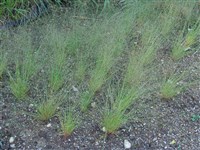 Аира изящнейшая, волосовидная – Aira elegantissima Schur.