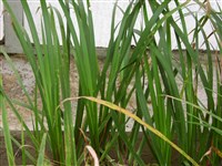 Аир злаковидный – Acorus gramineus Ait.