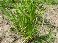 Аир обыкновенный, каламус – Acorus calamus L. (1)