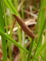 Аир обыкновенный, каламус – Acorus calamus L. (2)