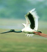 Аисты (черношейный аист)