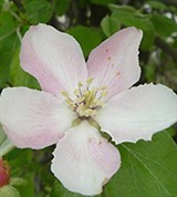 Айва (цветок)