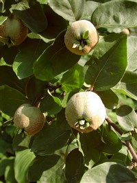 Айва продолговатая, обыкновенная – Cydonia oblonga Mill. (1)