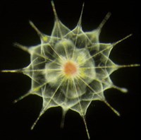 Акантария (снимок под микроскопом)