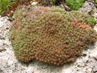 Акантолимон Алберта – Acantholimon alberti Reg.