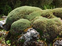 Акантолимон пленчатый – Acantholimon glumaceum (Jaub. & Spach) Boiss.