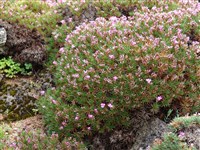 Акантолимон привлекательный – Acantholimon venustum Boiss.