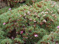 Акантолимон прицветниковый – Acantholimon bracteatum Boiss.