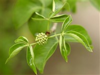 Акантопанакс волосистопестичный – Acanthopanax lasiogyne Harms.