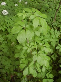 Акантопанакс колючий, элеутерококк колючий, дикий перец – Acanthopanax senticosus Rupr. et Maxim.