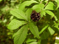 Акантопанакс сидячецветковый – Acanthopanax sessiliflorus Rupr.et Maxim.