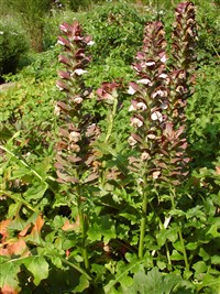 Акант Кэрола-Александра – Acanthus caroli-alexandri Hausskn.