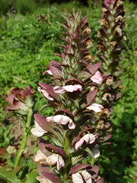 Акант мягкий – Acanthus mollis L.