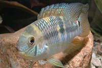 Акара мета (Aequidens metae)