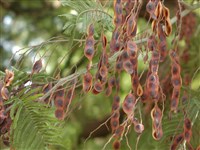 Акация серебристая, мимоза – Acacia dealbata Link. (1)