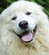 Акбаш (лежащий акбаш)