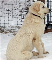 Акбаш (на снегу)