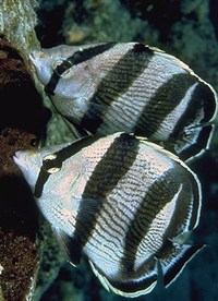 Аквариумные морские рыбы