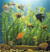 Аквариум (скалярии)