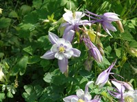 Аквилегия альпийская – Aquilegia alpina L.
