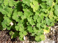 Аквилегия вееровидная, акитская, хикатакина – Aquilegia flabellate Sieb.et Zucc. (1)