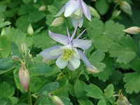 Аквилегия голубая, крупноцветковая – Aquilegia caerulea James