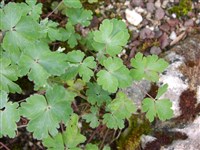 Аквилегия канадская – Aquilegia canadensis L.