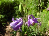 Аквилегия обыкновенная – Aquilegia vulgaris L.