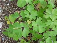 Аквилегия олимпийская – Aquilegia olympica Boiss.