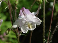 Аквилегия острочашелистиковая – Aquilegia oxysepala Trautv.et Mey