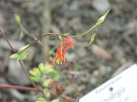 Аквилегия прекрасная – Aquilegia formosa Fisch.