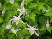 Аквилегия тонкошпорцевая – Aquilegia leptoceras Fisch.et Mey