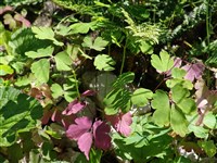 Аквилегия чернеющая – Aquilegia atrata Koch. (1)