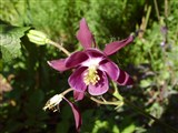 Аквилегия чернеющая – Aquilegia atrata Koch. (2)
