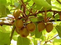 Акдинидия вкусная, китайская, киви – Actinidia deliciosa C.S.Liang. & A.R.Ferg.