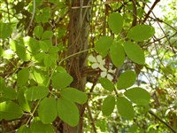 Акебия пятерная – Akebia quinata Houtt.