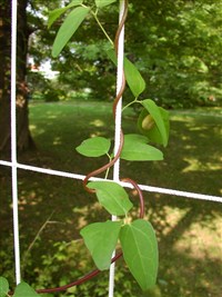 Акебия тройчатая, лопастная – Akebia trifoliata (Thunb.) Koidz.