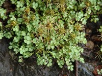 Акена Буханана – Acaena buchananii Hook.f.