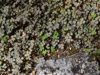 Акена бесшипая – Acaena inermis Hook f.