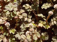 Акена гладкая – Acaena glabra Buch.