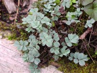 Акена голубовато-серо-сизые – Acaena caesiglauca (Bitter) Bergmans.