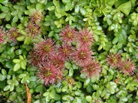 Акена мелколистная – Acaena microphylla Hook.f.