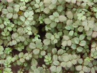 Акена новозеландская – Acaena nova-zelandiae T.Kirk.