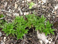 Акена овальнолистная – Acaena ovalifolia Ruiz.et Pav.