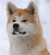 Акита-ину (голова)