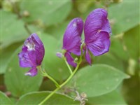 Аконит Кузнецова – Aconitum kusnetzowii Reichb.