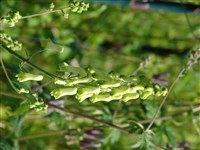 Аконит волчий – Aconitum lycoctonium L. (1)