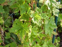 Аконит вьющийся – Aconitum volubile (Pall.ex Koelle).