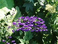 Аконит клобучковый, фиолетовый – Aconitum napellus L.