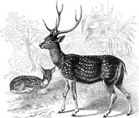 Аксис (рисунок)